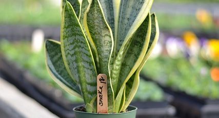 İşverenlerin Mobbing Davalarındaki Sorumlulukları